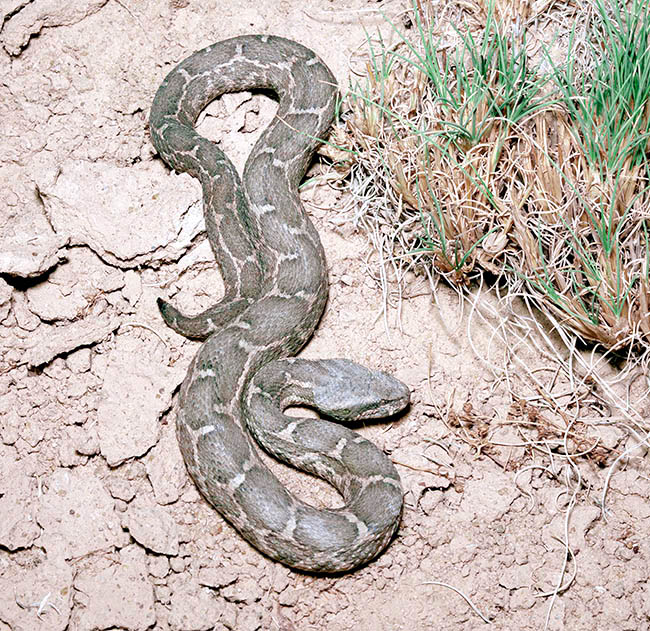 Macrovipera lebetina, Vipera lebetina, Viperidae