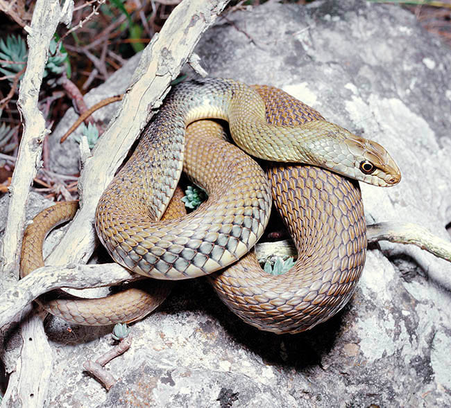 Malpolon monspessulanus monspessulanus, Lamprophiidae Malpolon monspessulanus monspessulanus, Lamprophiidae