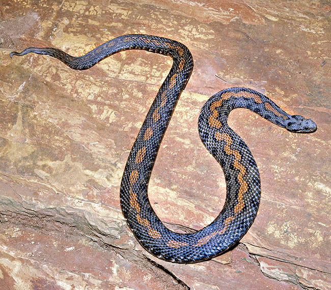 Montivipera raddei, Vipera raddei, Viperidae