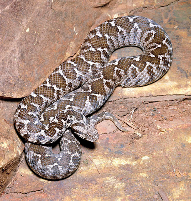 Montivipera xanthina, Viperidae