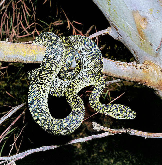 Morelia spilota spilota, Pythonidae