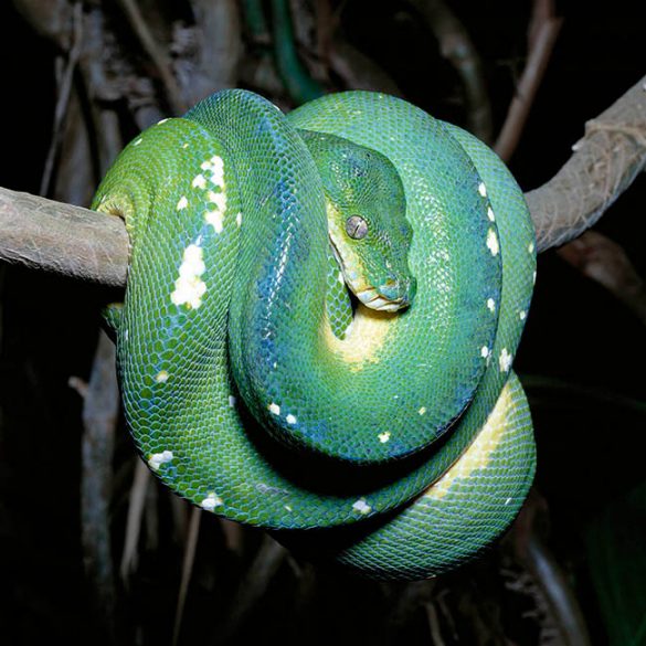 Morelia Viridis Calendar 2025 - Perla Jacquenetta