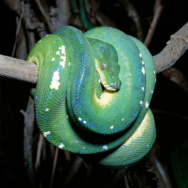 Morelia viridis, Chondropython viridis, Pythonidae