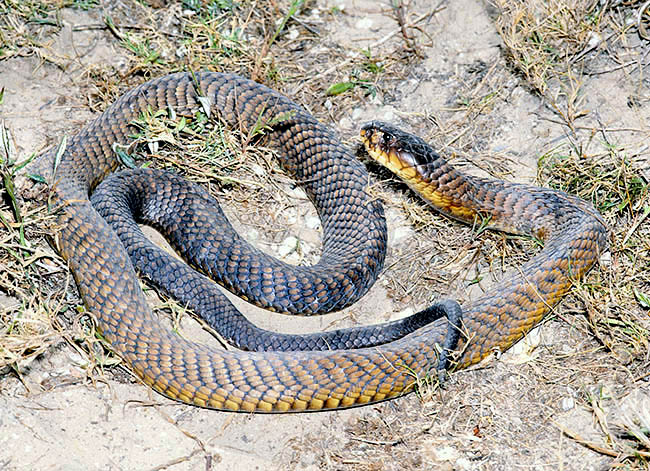 Naja haje, Elapidae