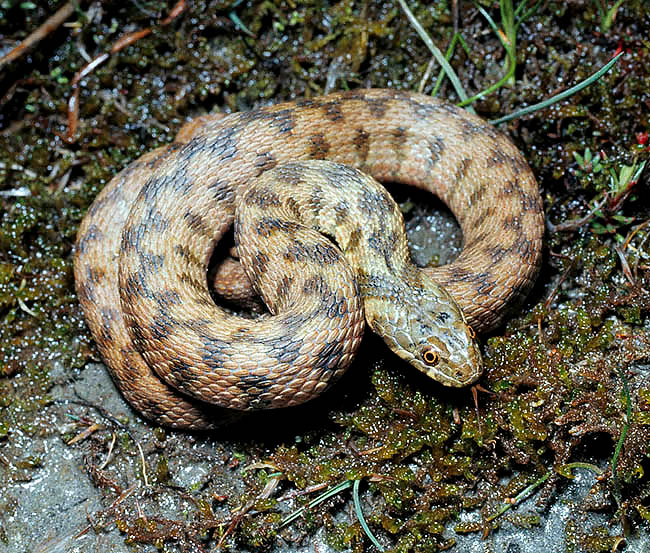 Natrix maura, Colubridae 