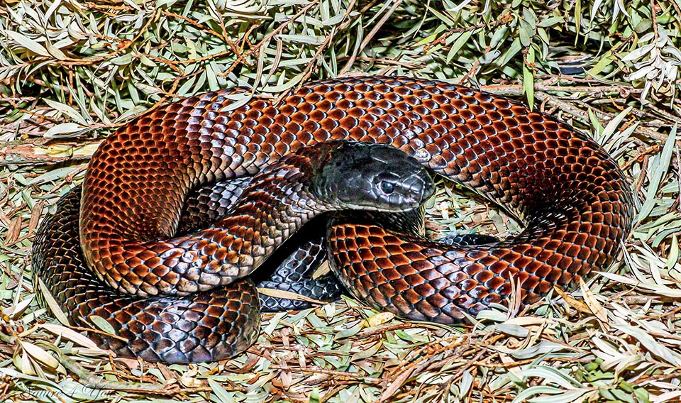 Notechis scutatus niger