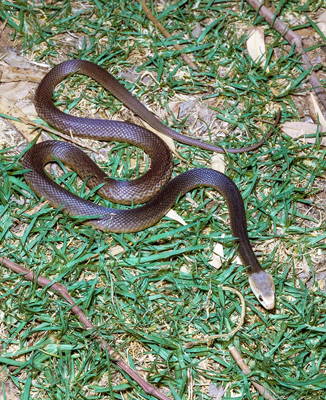 Oxyuranus scutellatus