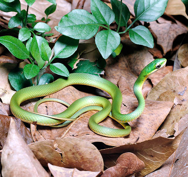 Opheodrys aestivus, Colubridae