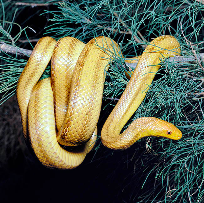 Pantherophis obsoletus, Elaphe obsoleta quadrivittata, Colubridae