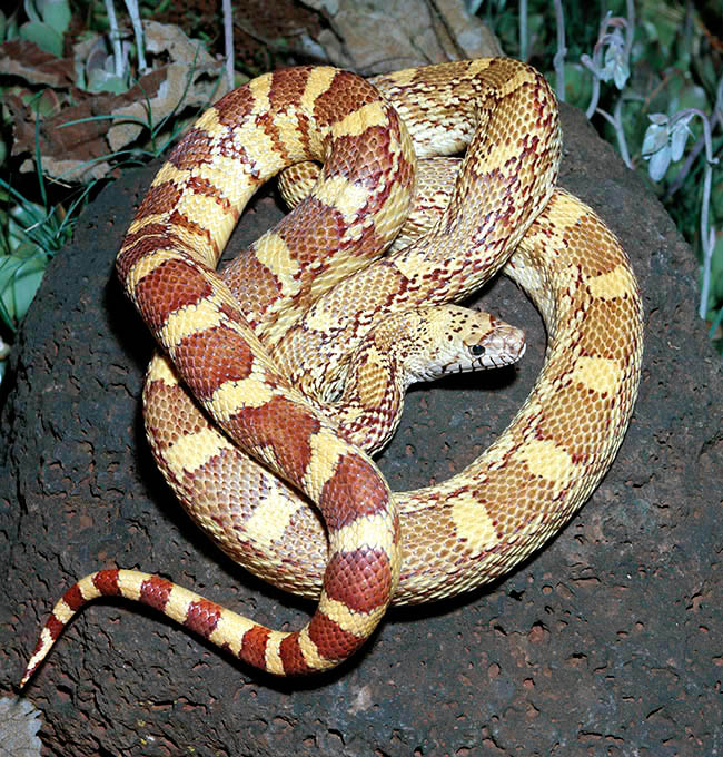 Pituophis melanoleucus affinis, Colubridae