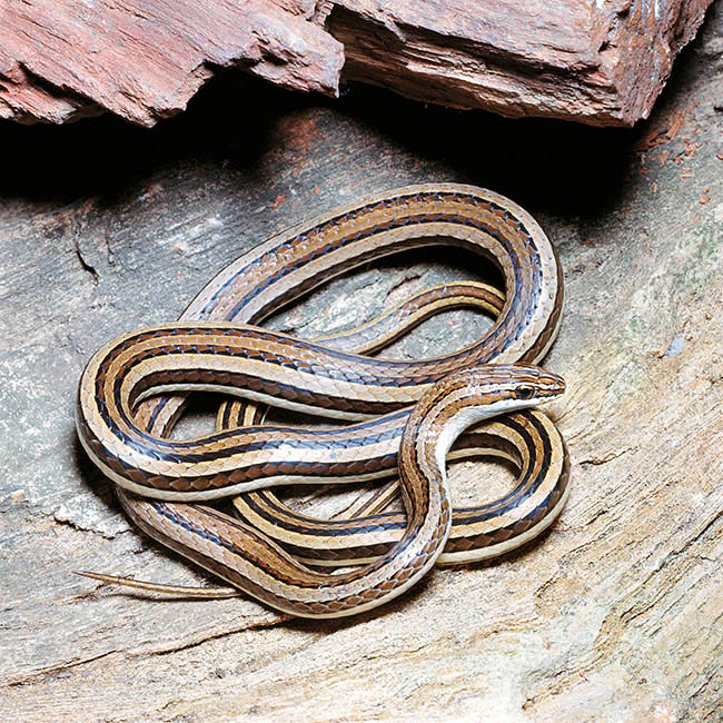 Psammophis condanarus, Lamprophiidae