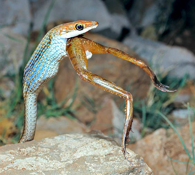 Psammophis punctulatus, Lamprophiidae