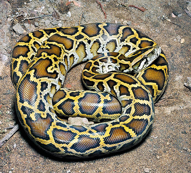 Python molurus bivittatus, Pythonidae