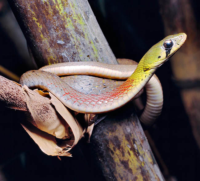 Rhabdophis subminiatus, Colubridae