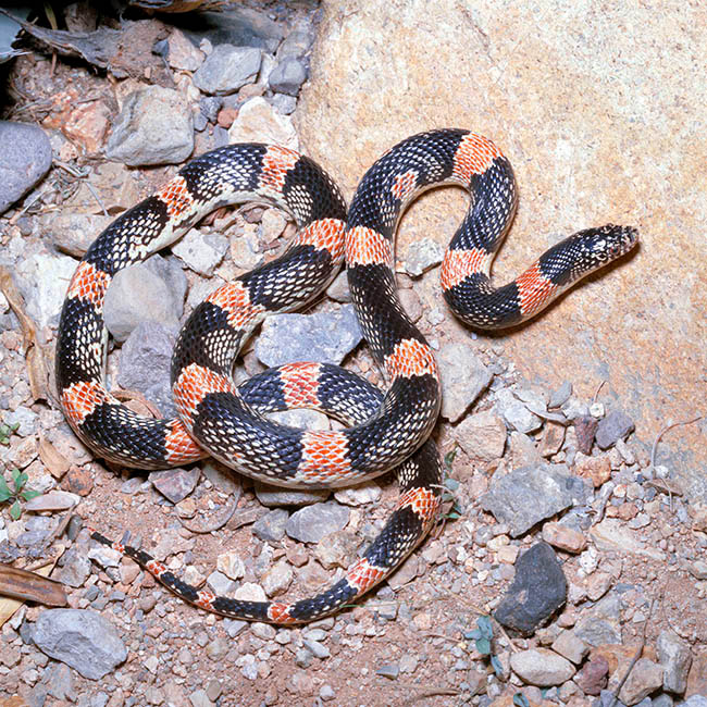 Rhinocheilus lecontei, Colubridae