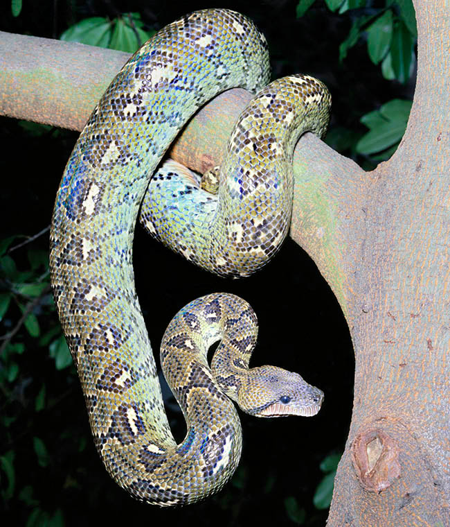 Sanzinia madagascariensis, Boidae