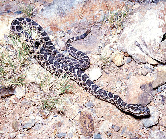 Sistrurus catenatus, Viperidae