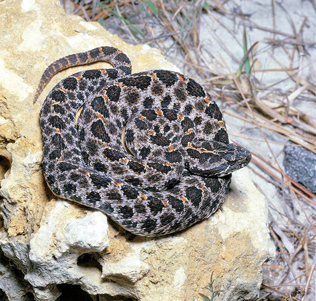 Sistrurus miliarius barbouri, Viperidae