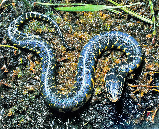 Subsessor bocourti, Enhydris bocourti, Homalopsidae