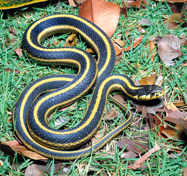 Thamnophis elegans, Colubridae