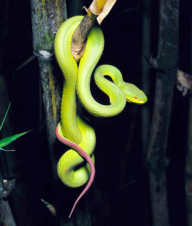 Trimeresurus albolabris, Viperidae