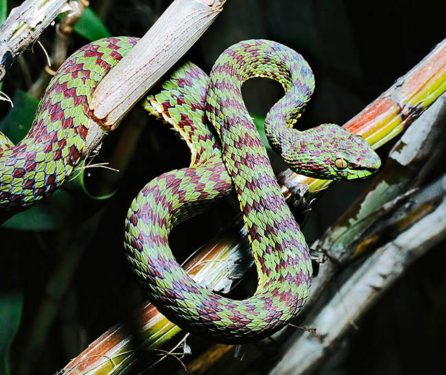 Trimeresurus venustus, Viperidae