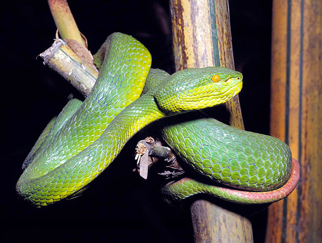 Trimeresurus stejnegeri, Viperidae