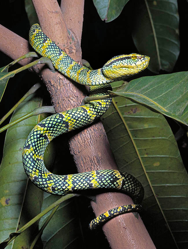 Tropidolaemus wagleri, Trimeresurus wagleri, Viperidae