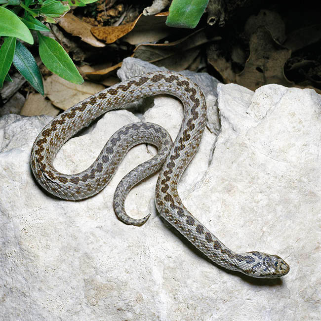 Vipera ursinii, Viperidae