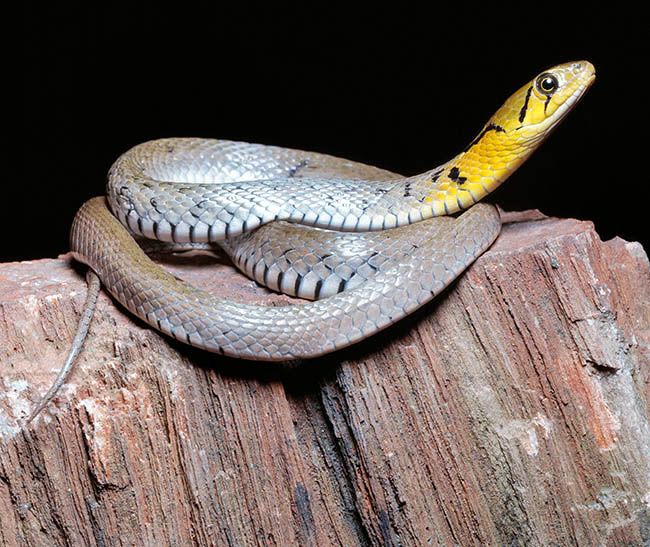 Xenochrophis piscator, Natrix piscator, Colubridae 