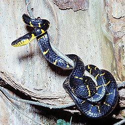 Boiga dendrophila