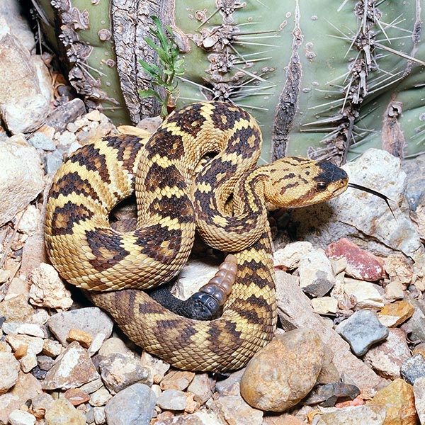 Crotalus molossus rarely exceeds 1 metre, but dashes forward and is dangerous © Giuseppe Mazza
