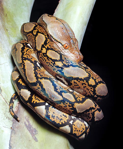 Reticulated python (Broghammerus reticulatus) has a bad temper © Giuseppe Mazza