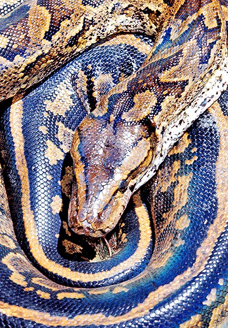 Python sebae, Pythonidae, African Rock python
