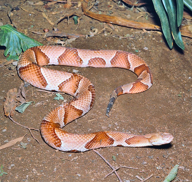 The American Copperhead (Agkistrodon contortrix) exceeds the 60 cm and may live 20 years © Giuseppe Mazza