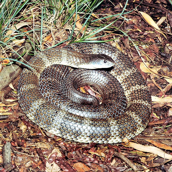 The frightening Notechis scutatus is at home also in the big Australian cities gardens © Giuseppe Mazza