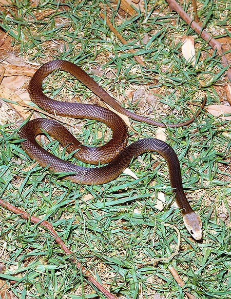 The Taipan venom is 8 times stronger than the Indian cobra's one © G. Mazza