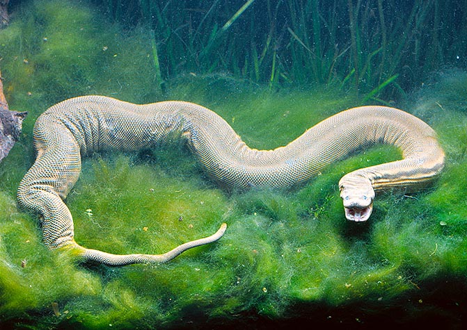L'acrochordus javanicus est un serpent essentiellement aquatique et massif. Il peut atteindre 2,5 m de long © Giuseppe Mazza