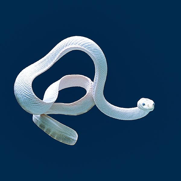 Hydrophis elegans