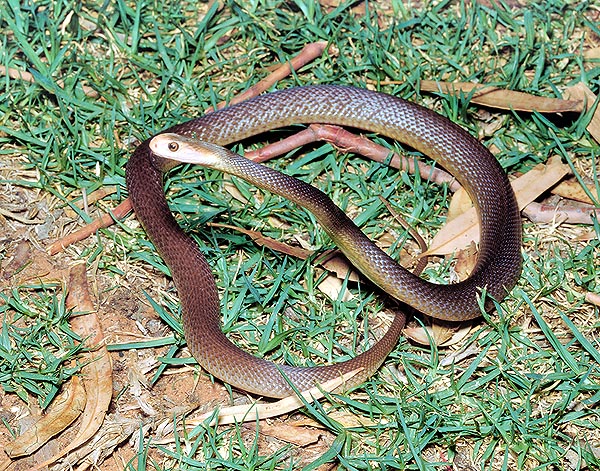 Oxyuranus scutellatus is one of the most intelligent snakes. If it can it flees, if not it bites high © G. Mazza