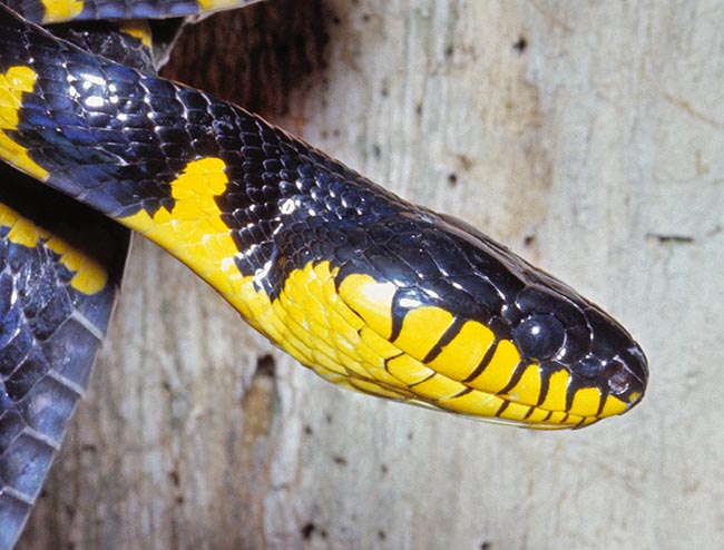 Boiga dendrophila, Gold-ringed cat snake, Mangrove snake