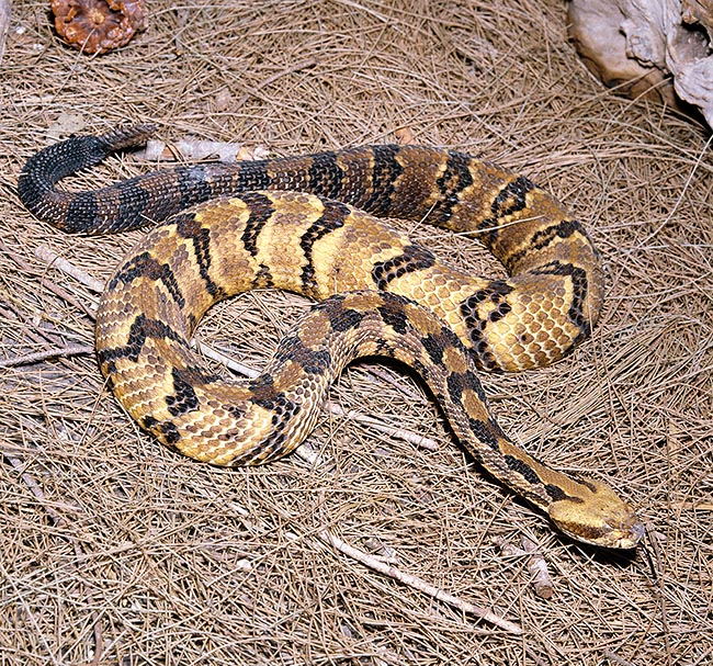 Crotalus horridus atricaudatus. Not aggressive even if exceeds 150 cm. Keeps motionless or goes away © Mazza
