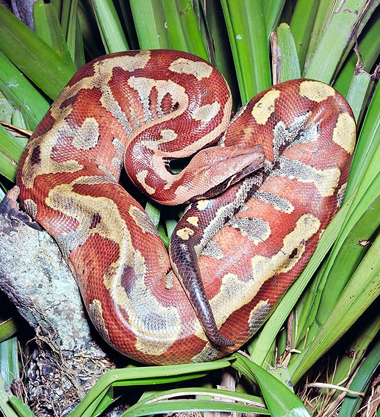 Python curtus brongesmai, Pythonidae