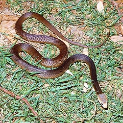 Oxyuranus scutellatus Monaco Nature Encyclopedia