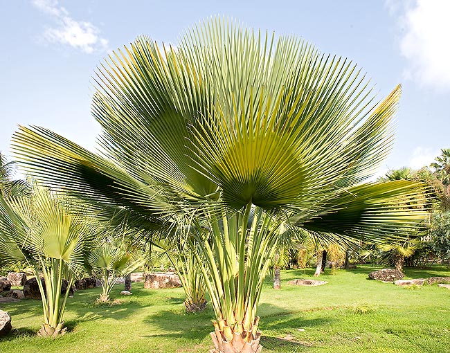 Ce palmier atteint 20 m de haut avec un stipe de 50 cm de diamètre. Il a une valeur paysagère sous les Tropiques © Giuseppe Mazza