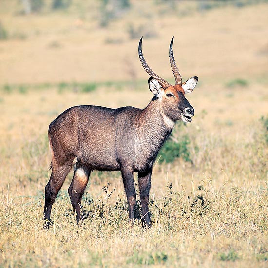 A Kobus defassa male with its showy horns © Giuseppe Mazza