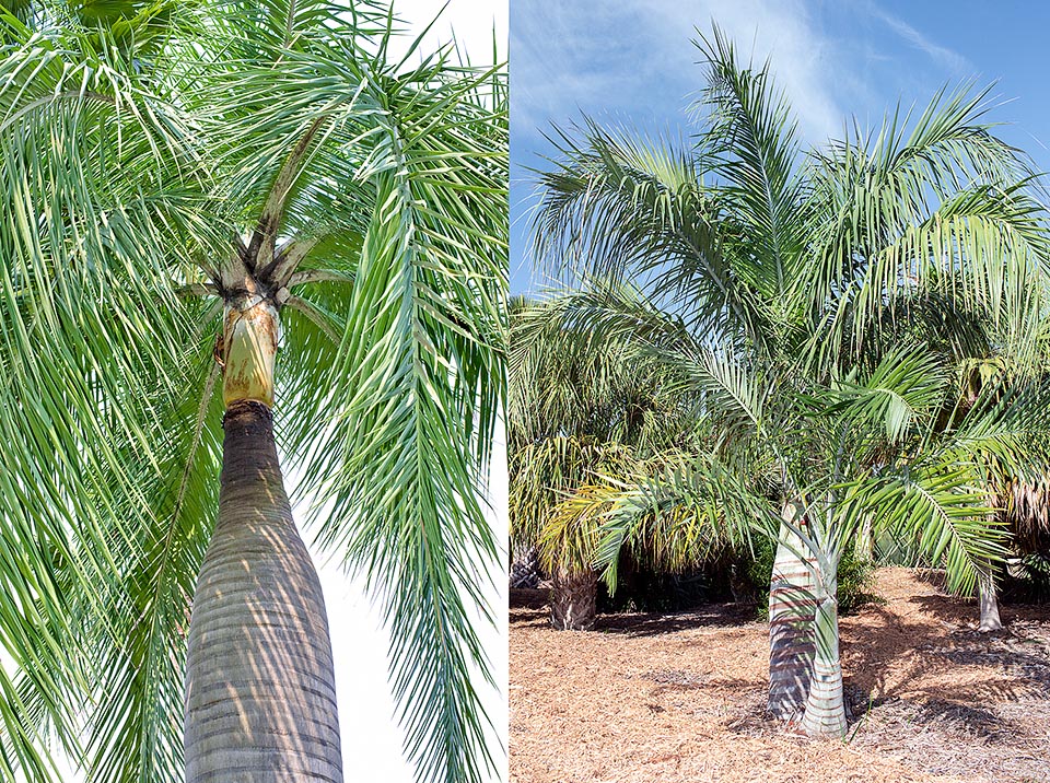 Nativa de Haití y República Dominicana, Pseudophoenix vinifera se reconoce fácilmente por la forma abotellada del tallo marcado con anillos dejados por las hojas caídas © Giuseppe Mazza