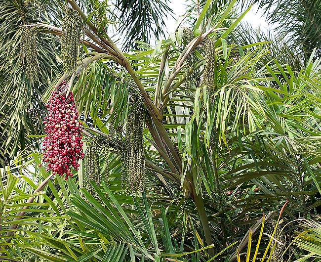 Arenga microcarpa, aren sagu, arrack palm, small-fruited areng palm, toddy palm, wild sagu, Arecaceae