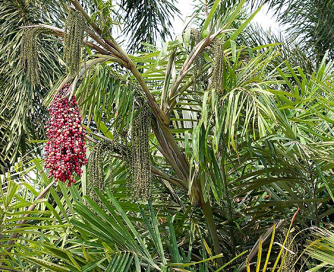 Arenga microcarpa, Arecaceae