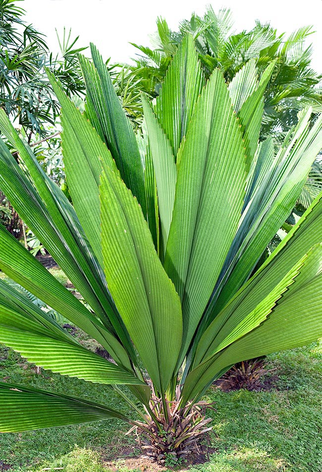 Johannesteijsmannia lanceolata, Arecaceae